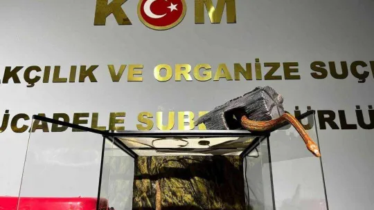 Bursa'da hayvan kaçakçılarına yönelik yapılan operasyonda tropikal papağan ve mısır yılanı ele geçirildi