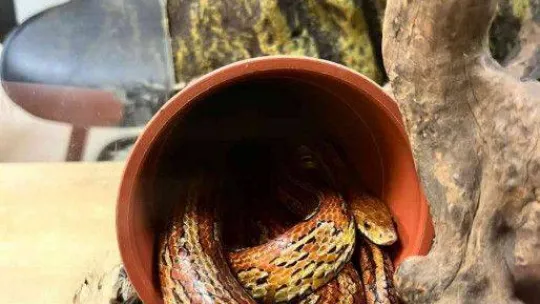 Bursa'da hayvan kaçakçılarına yönelik yapılan operasyonda tropikal papağan ve mısır yılanı ele geçirildi