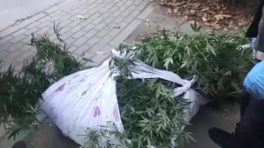 Bursa'da kenevir tarlasına dönen eve baskın