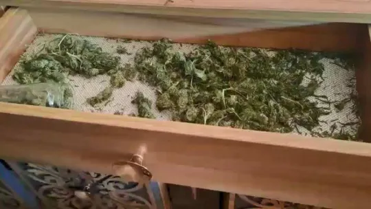 Bursa'da kenevir tarlasına dönen eve baskın