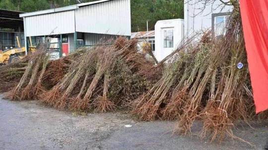 Bursa'da kırsaldaki çiftçilere 20 bin fidan dağıtıldı