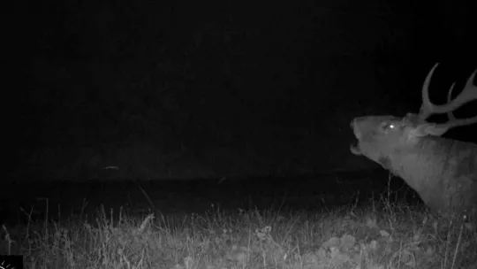 Bursa'da kızıl geyiklerin yaban hayatı fotokapana yansıdı