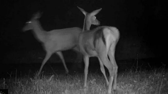 Bursa'da kızıl geyiklerin yaban hayatı fotokapana yansıdı