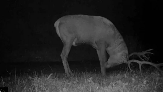 Bursa'da kızıl geyiklerin yaban hayatı fotokapana yansıdı