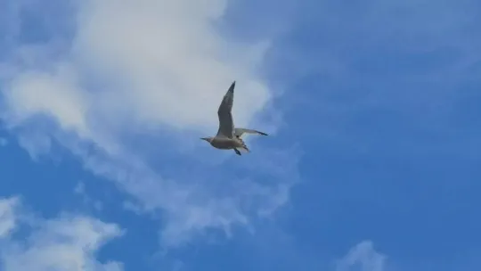 Bursa'da martı kurtarma operasyonu