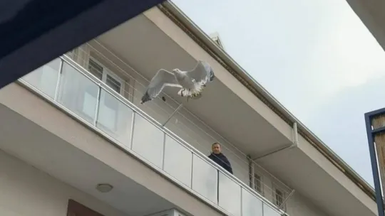 Bursa'da martı kurtarma operasyonu