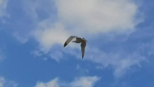 Bursa'da martı kurtarma operasyonu