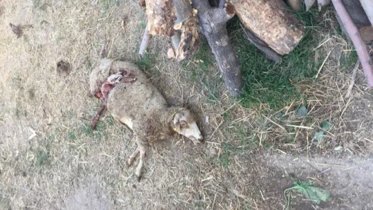 Bursa'da sokak köpekleri dehşet saçtı