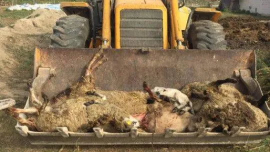 Bursa'da sokak köpekleri dehşet saçtı