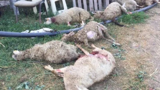 Bursa'da sokak köpekleri dehşet saçtı