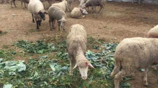 Bursa'da sokak köpekleri dehşet saçtı