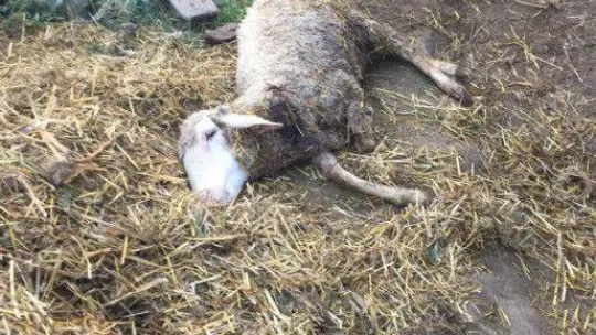 Bursa'da sokak köpekleri dehşet saçtı