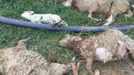 Bursa'da sokak köpekleri dehşet saçtı