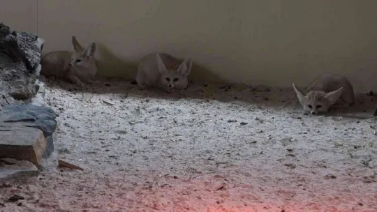 Bursa Hayvanat Bahçesi'nde bebek tilki sevinci