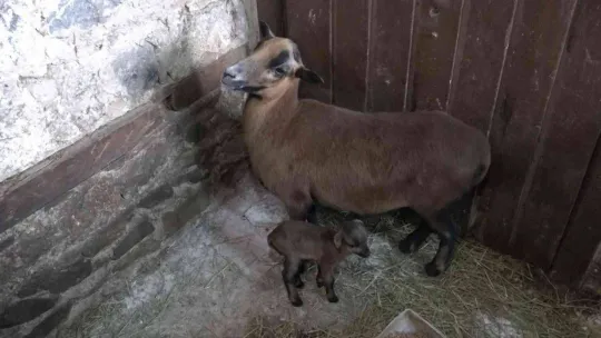 Bursa Hayvanat Bahçesi'nin ailesi büyüyor