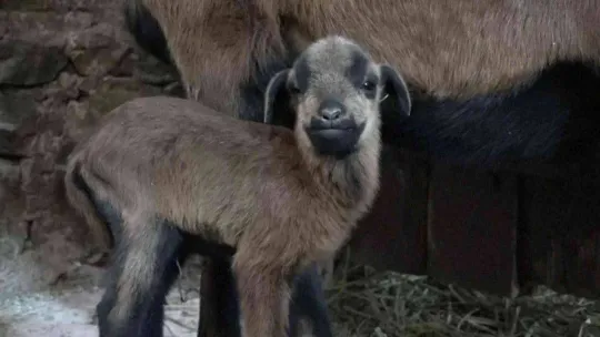 Bursa Hayvanat Bahçesi'nin ailesi büyüyor