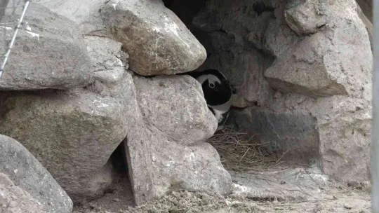 Bursa Hayvanat Bahçesi'nin ailesi büyüyor