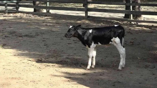 Bursa Zoo'nun yeni üyesinin ismini hayvanseverler koydu