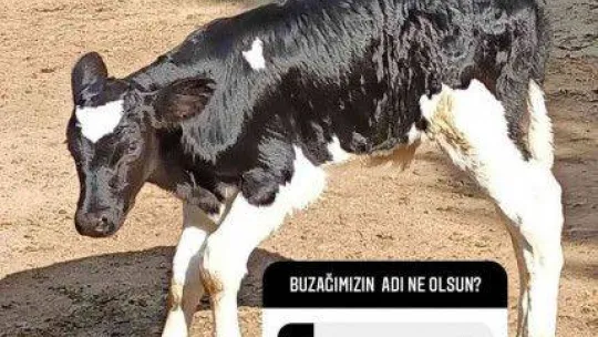 Bursa Zoo'nun yeni üyesinin ismini hayvanseverler koydu