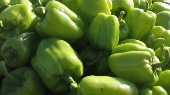 Bursalı çiftçi hayvan gübresini tercih ediyor