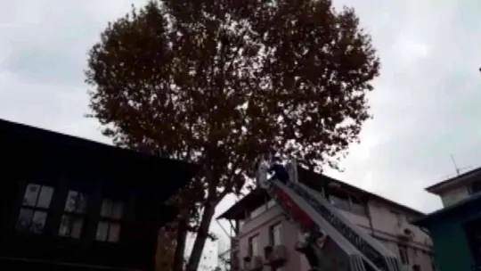 Büyükada'da, ağaçta dallar arasında sıkışarak mahsur kalan martı kurtarıldı