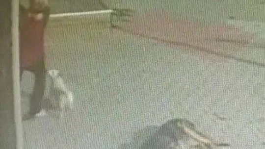 Büyükçekmece'de pencereden düşen köpeği havada yakaladı