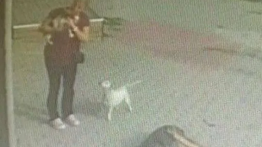 Büyükçekmece'de pencereden düşen köpeği havada yakaladı