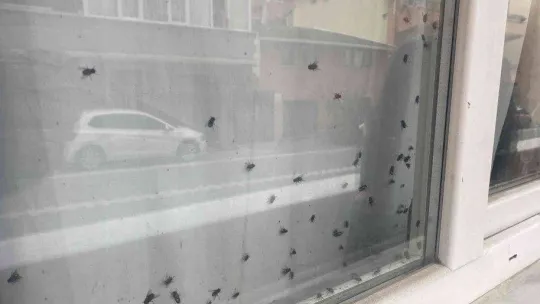 Büyükçekmece'de polisi harekete geçiren 'sinekli ev'