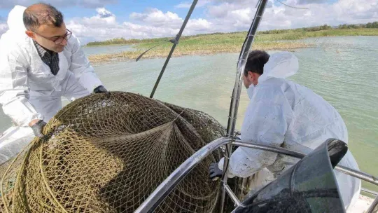 Büyükçekmece Gölü kaçak balık avcılığında kullanılan malzemelerden temizleniyor