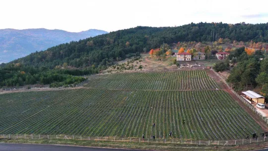 Büyükşehirde çilek üretimi 3 katına çıktı