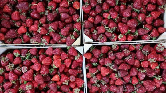 Büyükşehirde çilek üretimi 3 katına çıktı