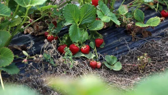 Büyükşehirde çilek üretimi 3 katına çıktı