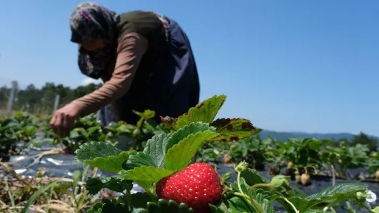 Büyükşehirde çilek üretimi 3 katına çıktı