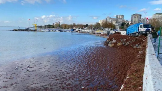 Caddebostan Sahil kırmızı yosunla kaplandı