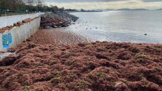 Caddebostan Sahil kırmızı yosunla kaplandı