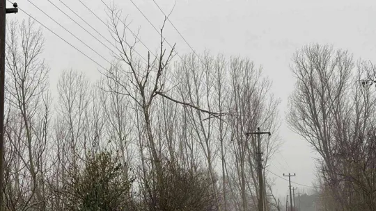 Çan'da fırtına nedeniyle ağaç dalı yüksek gerilim hattı üstüne devrildi