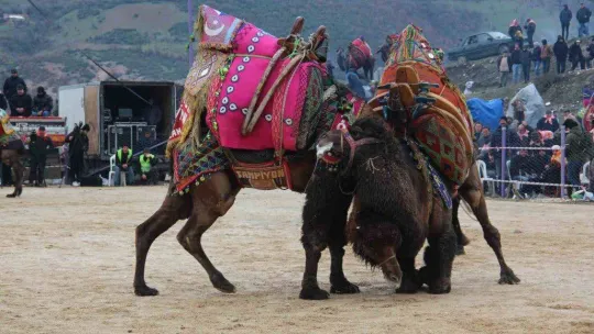 Çan Geleneksel Folklorik Deve Güreşi Festivali düzenlendi