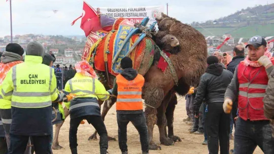 Çan Geleneksel Folklorik Deve Güreşi Festivali düzenlendi