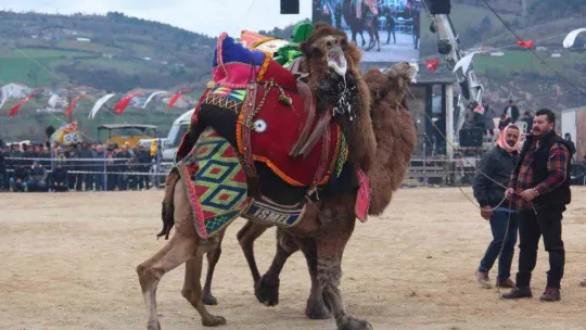 Çan Geleneksel Folklorik Deve Güreşi Festivali düzenlendi