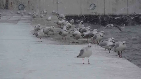 Çanakkale Boğazı çift yönlü gemi geçişlerine kapatıldı