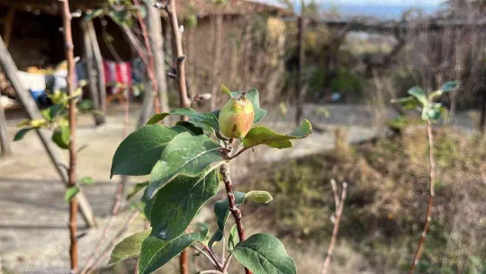 Çanakkale'de elma ağacı 2'nci kez meyve verdi