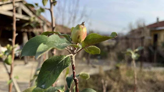 Çanakkale'de elma ağacı 2'nci kez meyve verdi