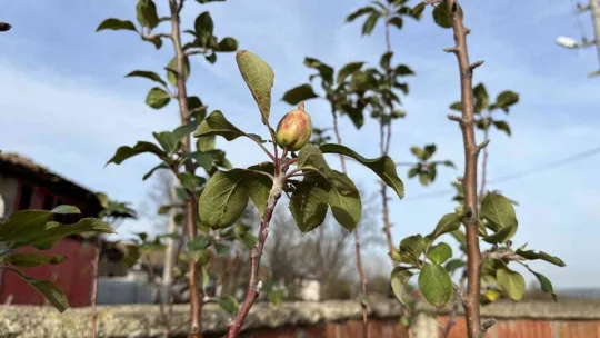 Çanakkale'de elma ağacı 2'nci kez meyve verdi