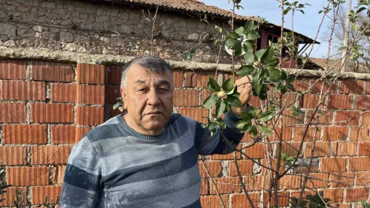 Çanakkale'de elma ağacı 2'nci kez meyve verdi