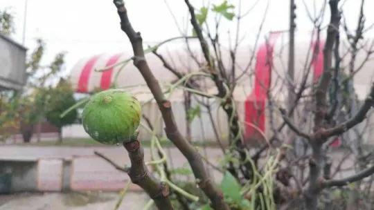 Çanakkale'de incir ağacı kış mevsiminde meyve verdi