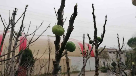 Çanakkale'de incir ağacı kış mevsiminde meyve verdi