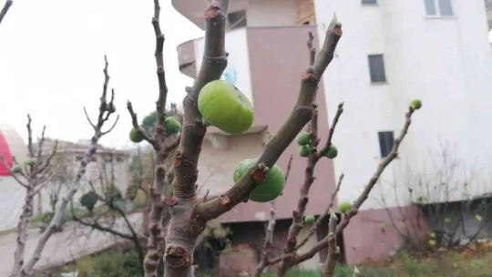 Çanakkale'de incir ağacı kış mevsiminde meyve verdi