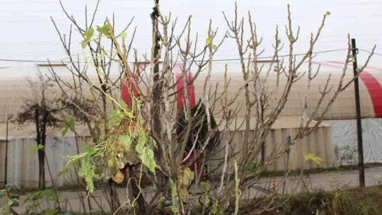 Çanakkale'de incir ağacı kış mevsiminde meyve verdi