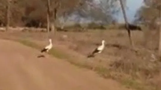 Çanakkale'de leylekler mevsimleri şaşırdı