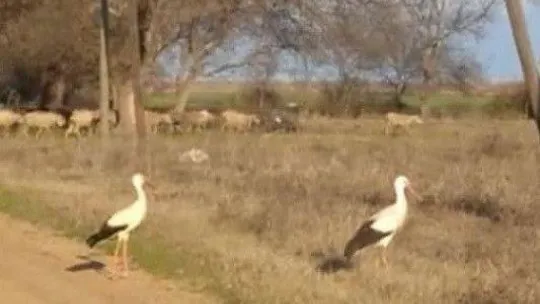 Çanakkale'de leylekler mevsimleri şaşırdı